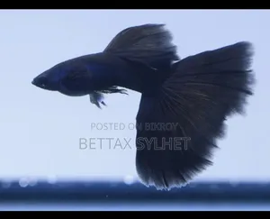 Black Moscow Guppy Fish