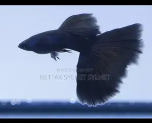 Black Moscow Guppy Fish