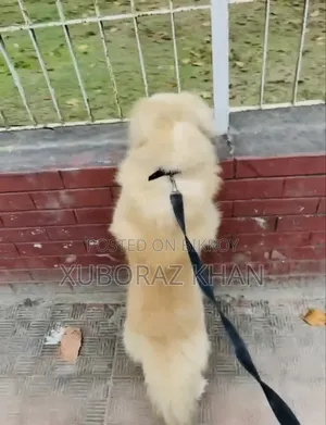 1+ year Male Purebred Japanese Spitz