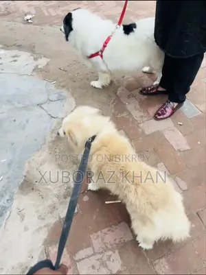 1+ year Male Purebred Japanese Spitz