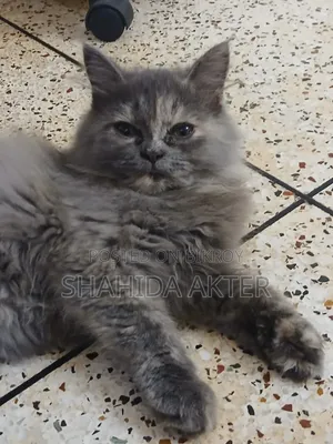 3-6 months Female Purebred Persian