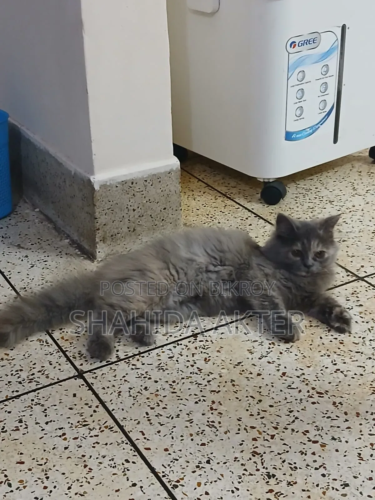 3-6 months Female Purebred Persian