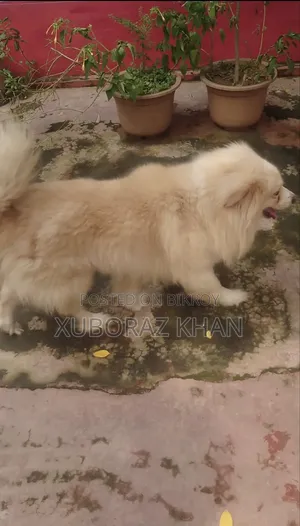 1+ year Male Purebred Japanese Spitz