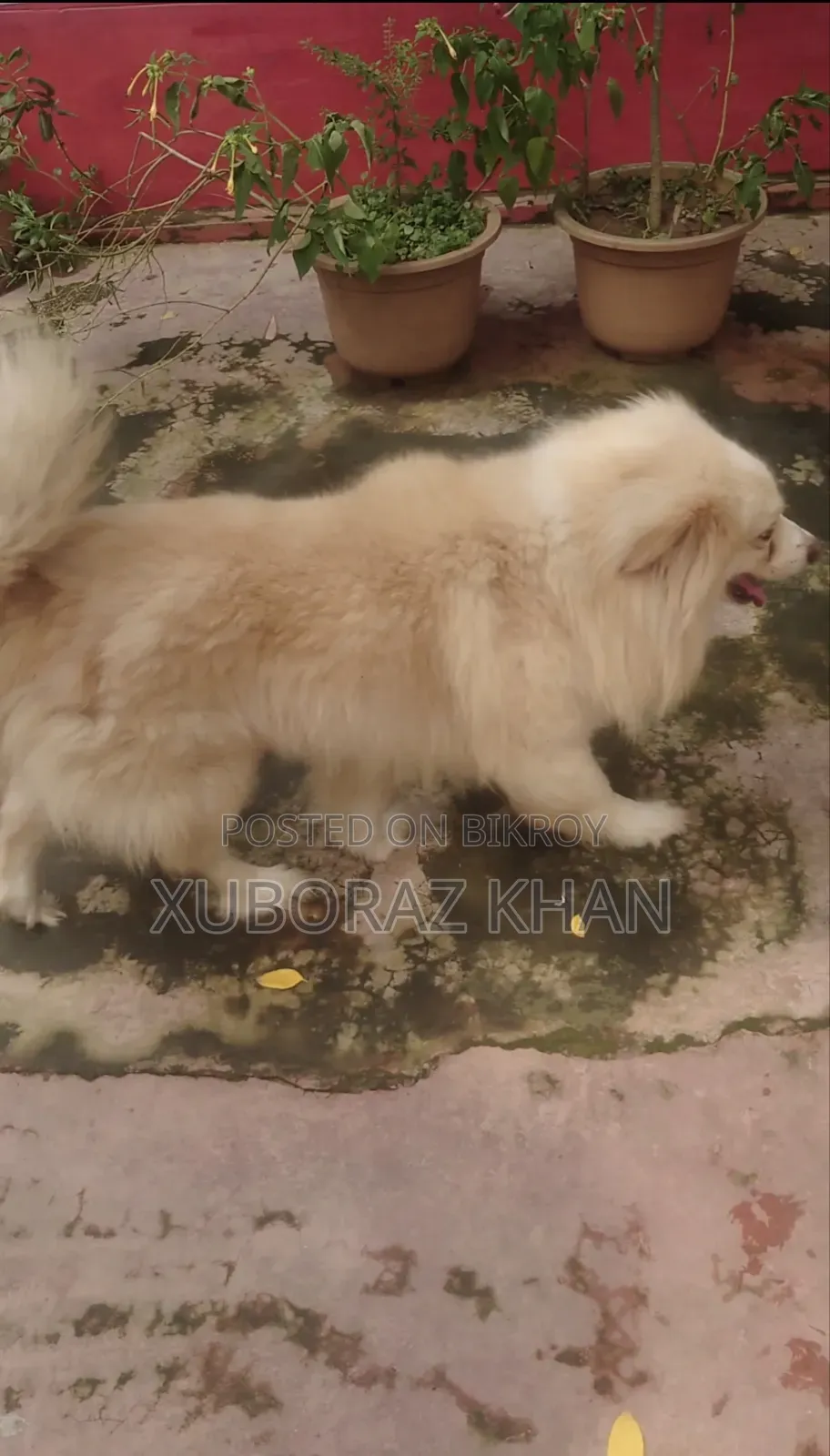 1+ year Male Purebred Japanese Spitz