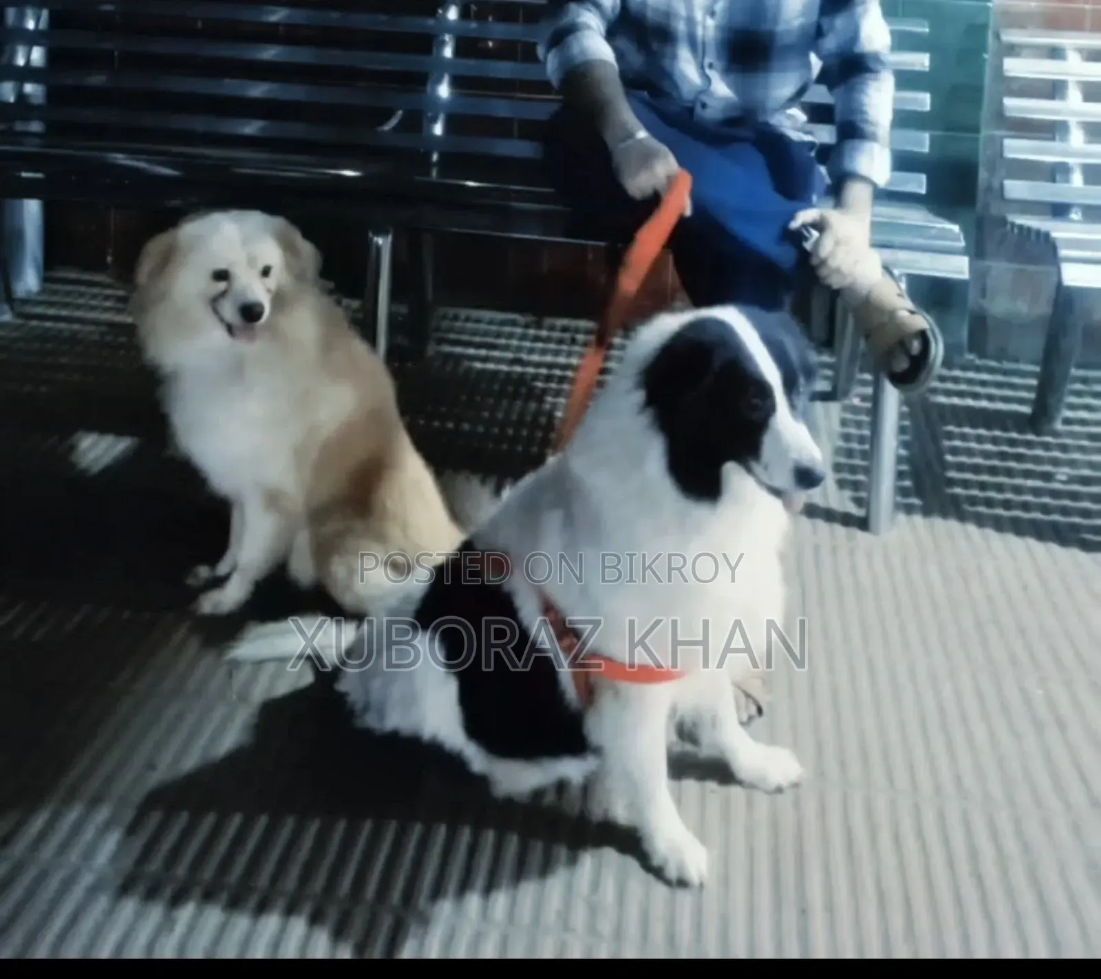 1+ year Male Purebred Japanese Spitz