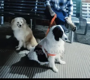 1+ year Male Purebred Japanese Spitz
