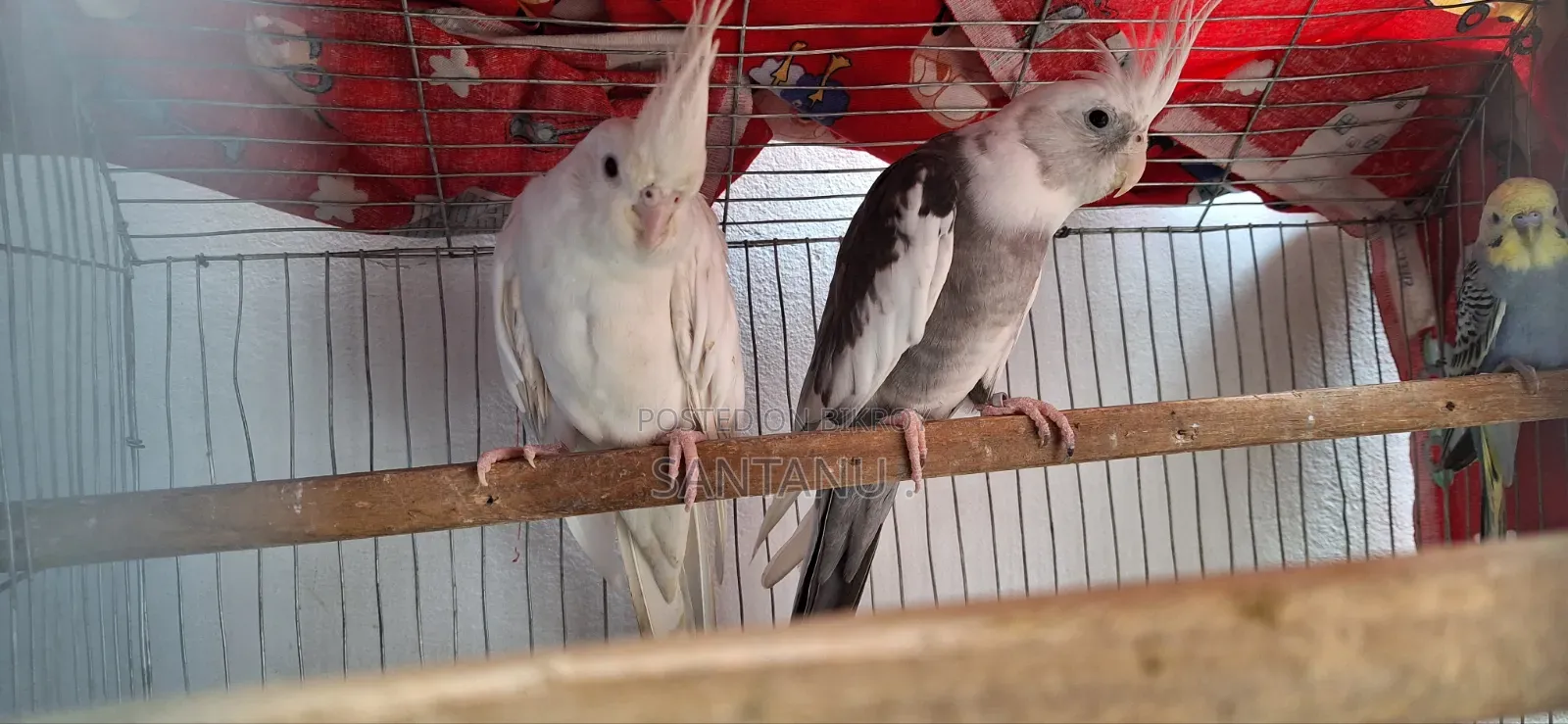 Cockatile Bird