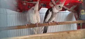 Cockatile Bird