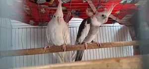 Cockatile Bird