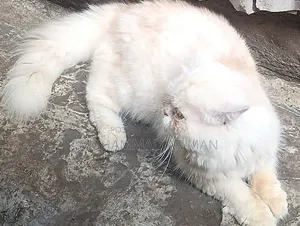 1+ year Male Purebred Persian