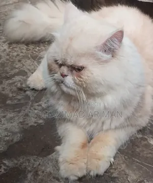 1+ year Male Purebred Persian