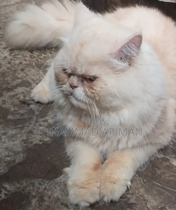 1+ year Male Purebred Persian
