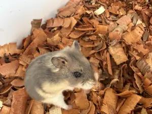 Healthy Russian Dwarf Hamster