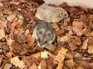 Healthy Russian Dwarf Hamster