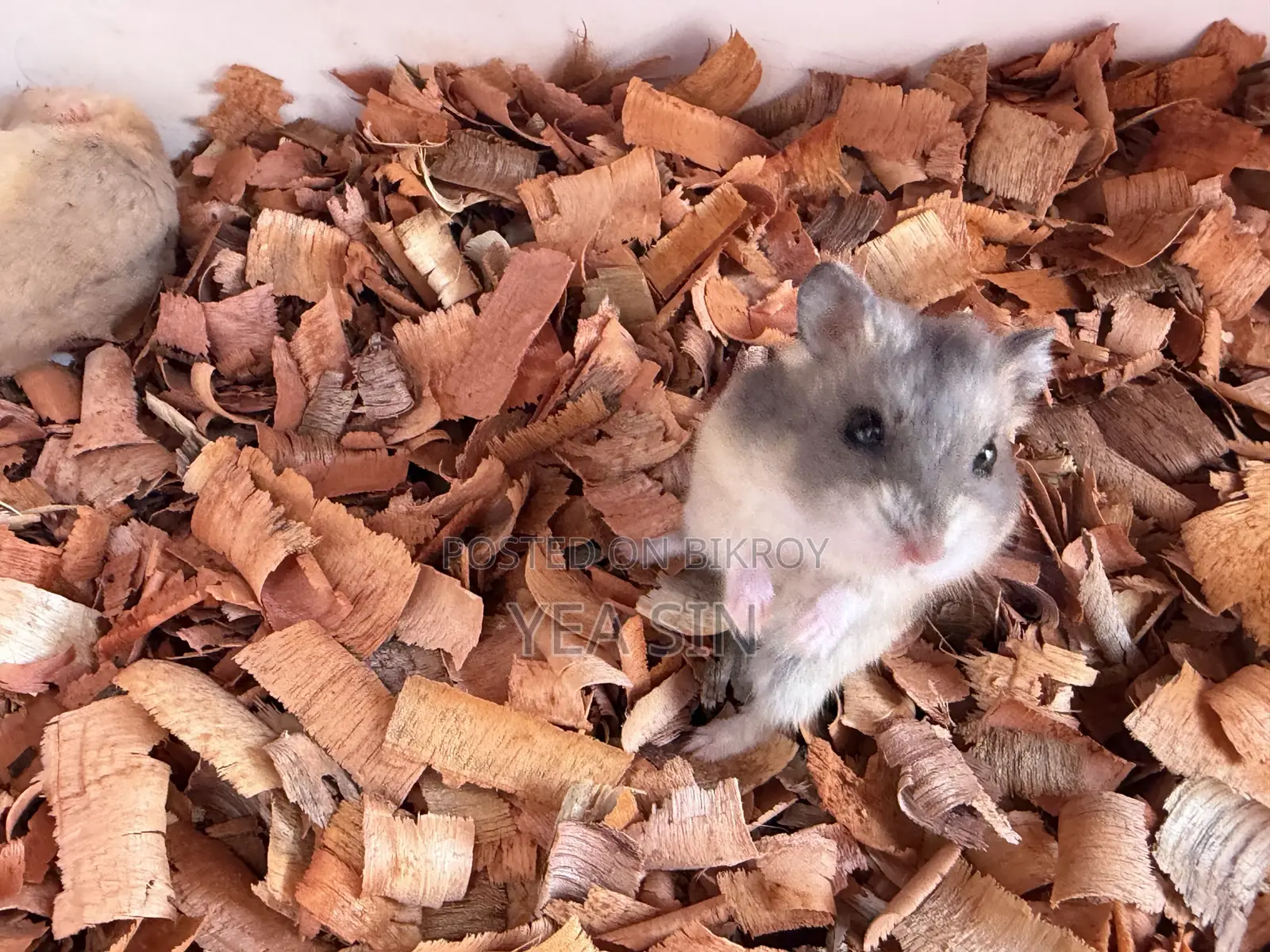Healthy Russian Dwarf Hamster