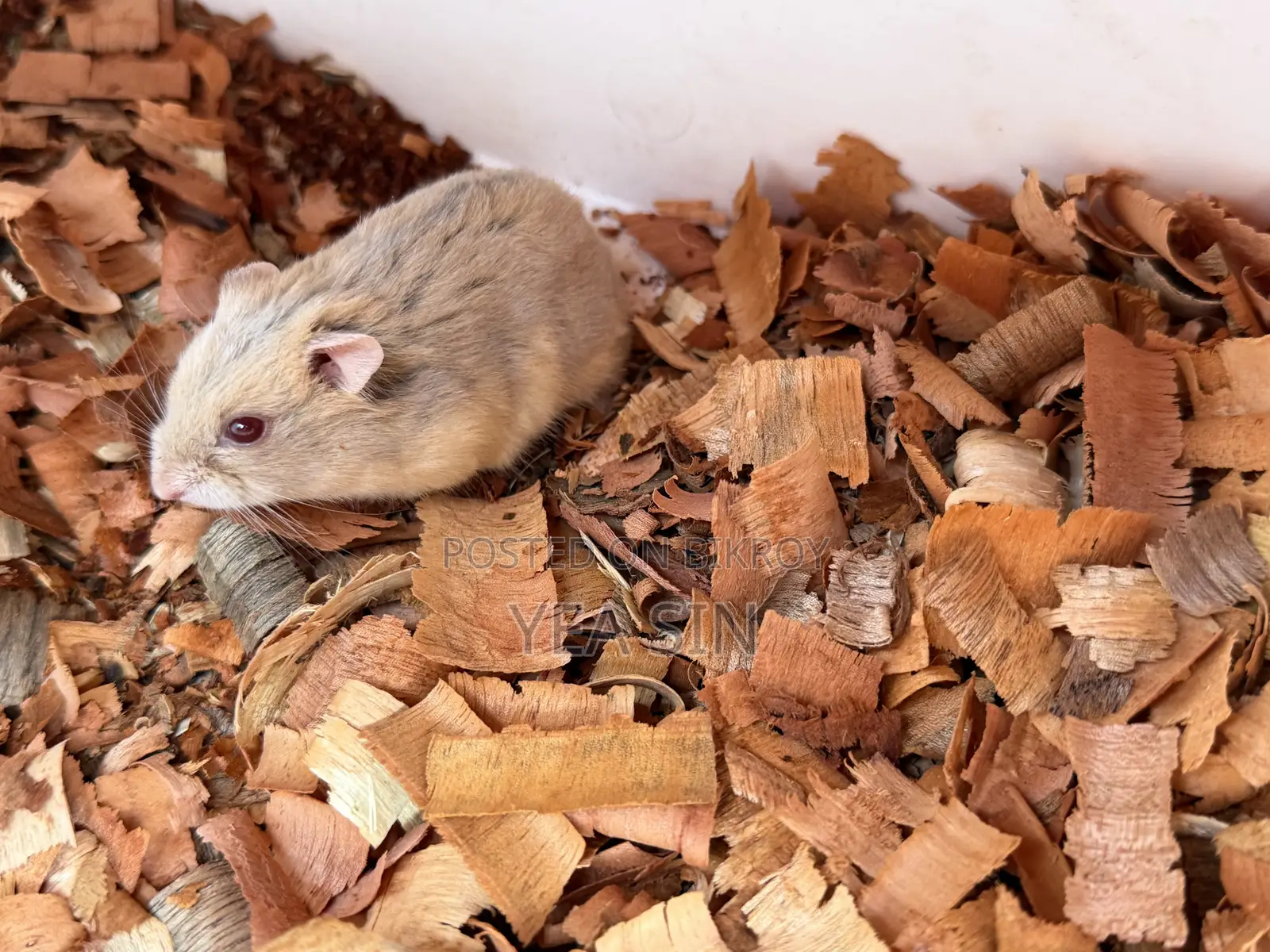 Healthy Russian Dwarf Hamster