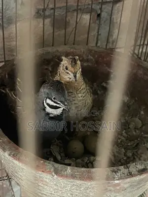 King Coil Pakhi