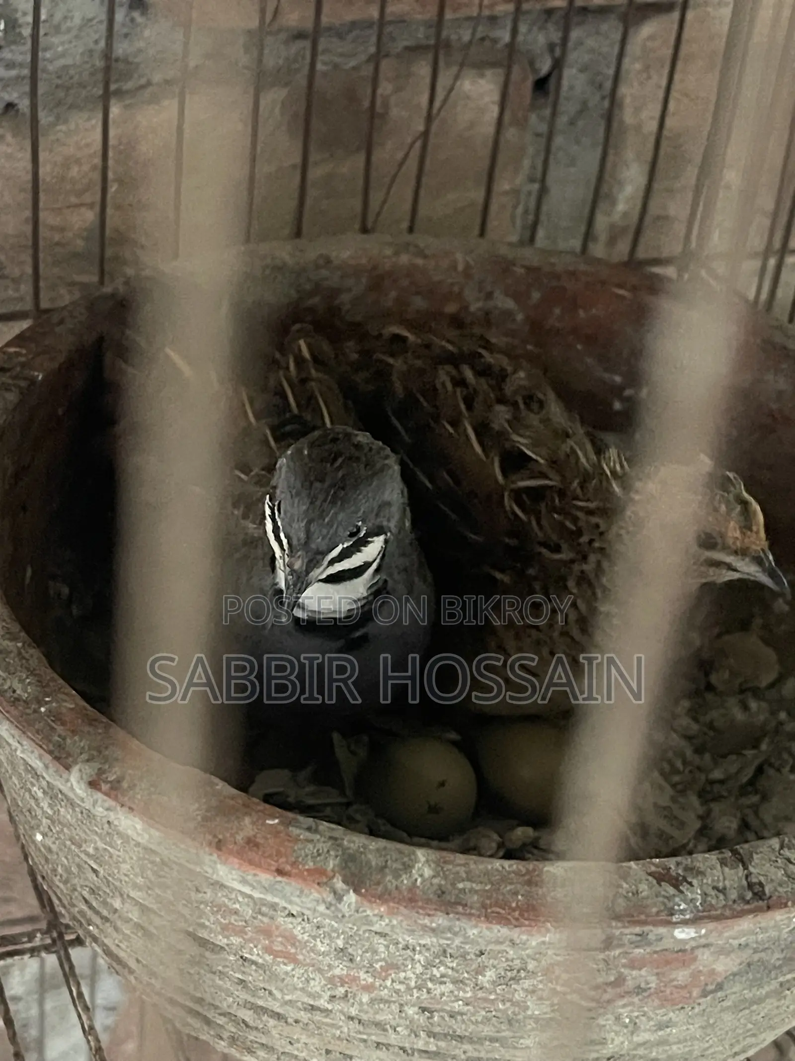 King Coil Pakhi