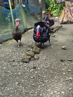 Turkey for Sale