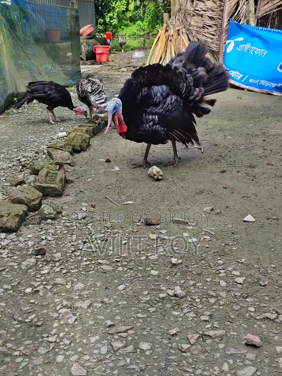 Turkey for Sale