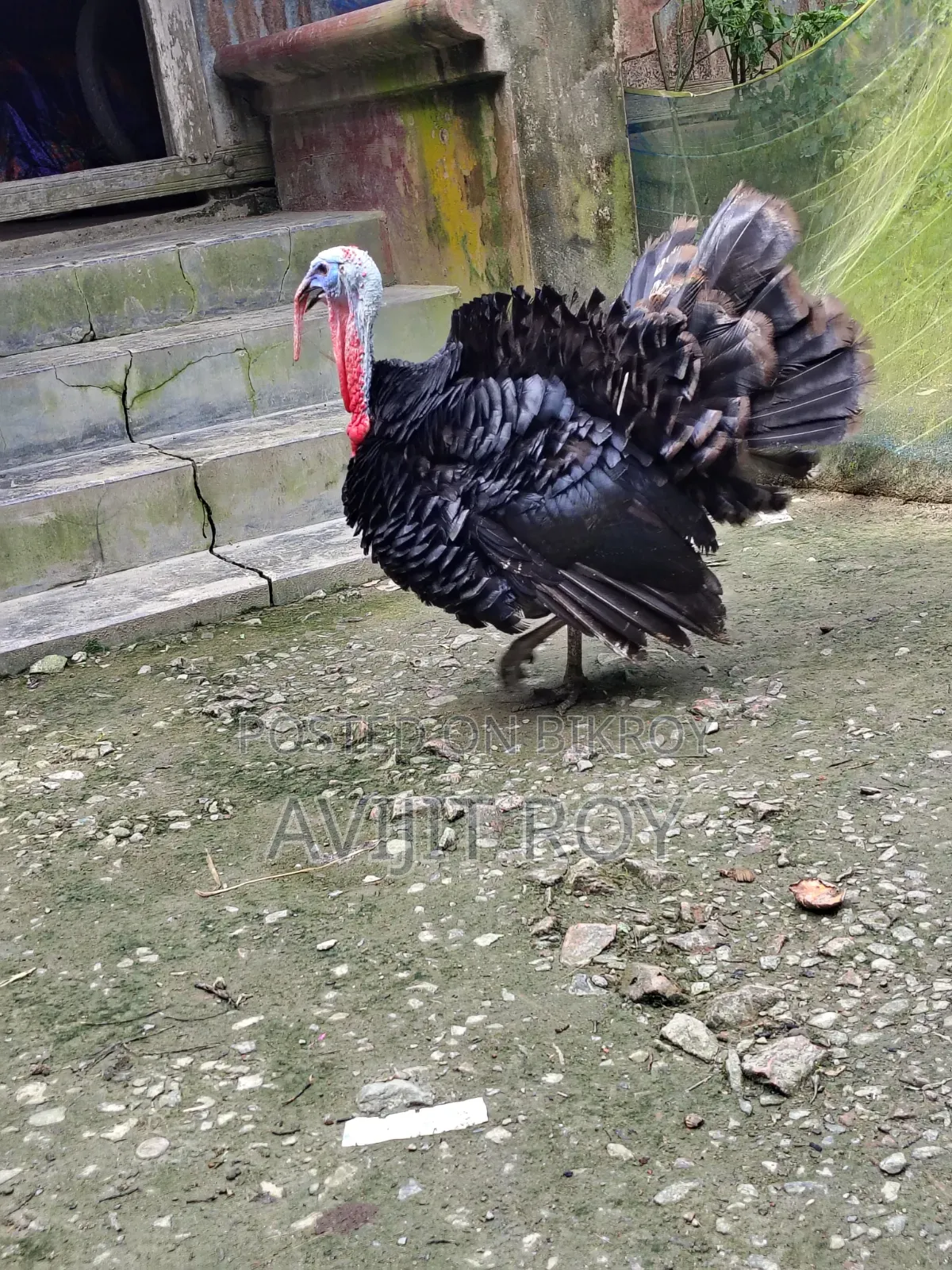 Turkey for Sale