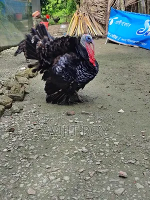 Turkey for Sale