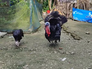 Turkey for Sale