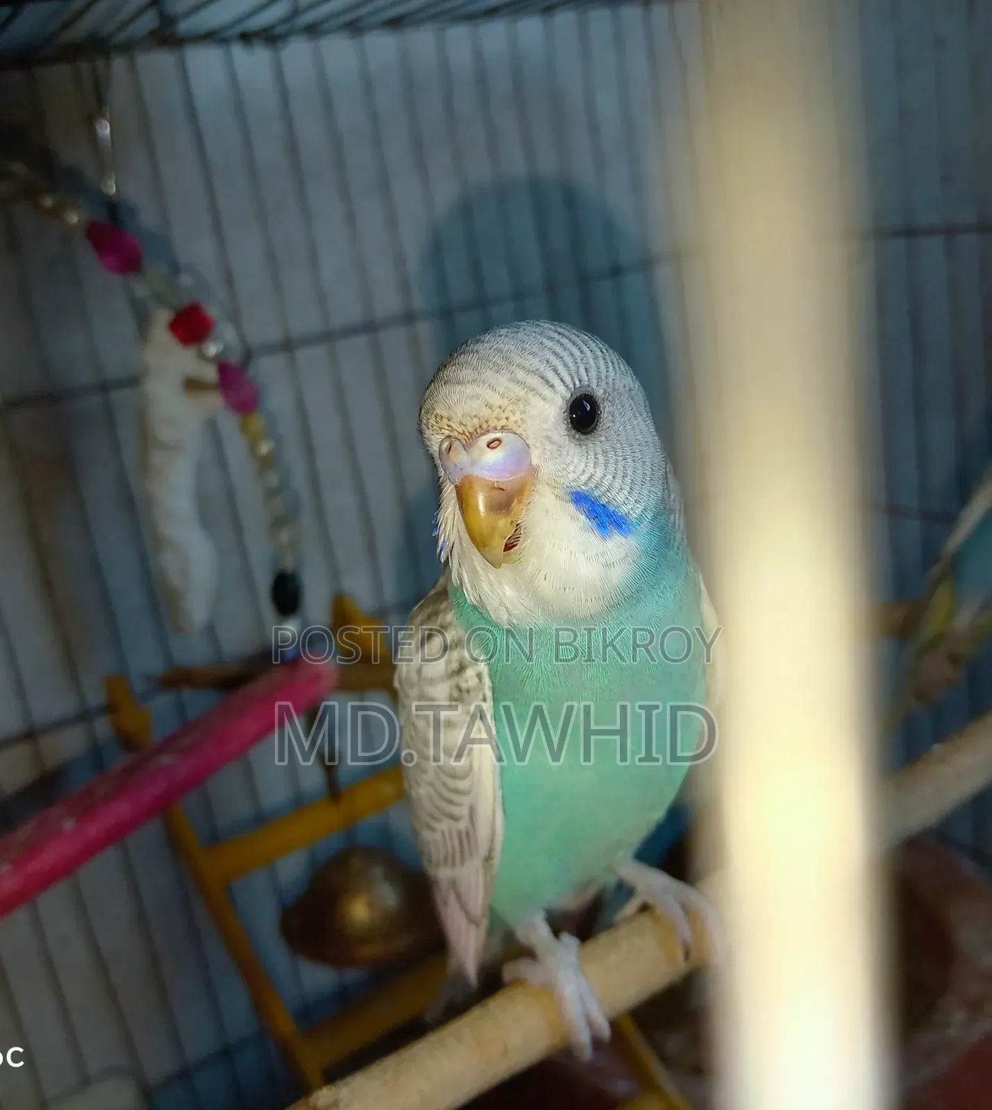 বাজিগর পাখি (টিনএজ স্থরের পাখি)