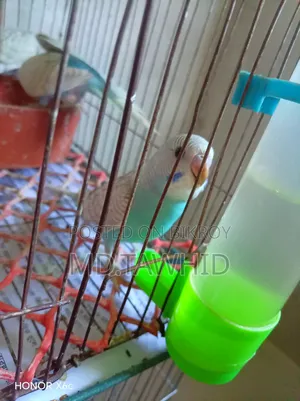 বাজিগর পাখি (টিনএজ স্থরের পাখি)