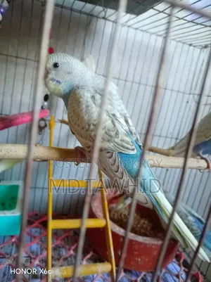 বাজিগর পাখি (টিনএজ স্থরের পাখি)