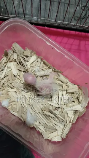 ১ জোড়া লুটিনো বেবি সহ সেল করা হবে