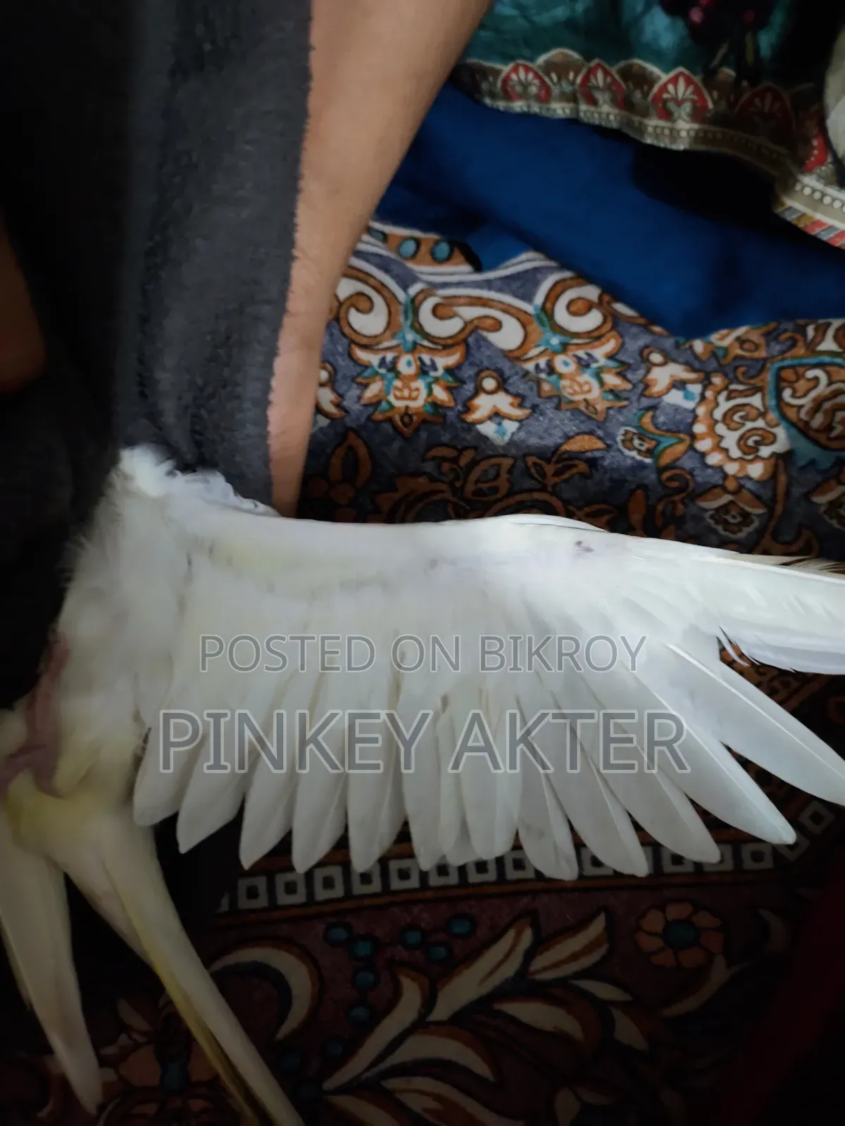 ১ জোড়া লুটিনো বেবি সহ সেল করা হবে