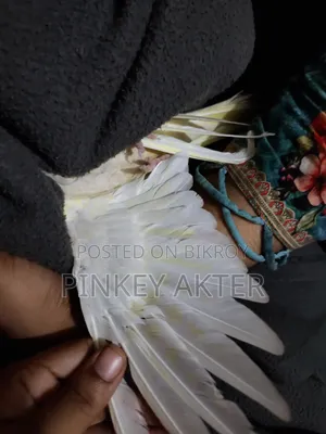 ১ জোড়া লুটিনো বেবি সহ সেল করা হবে