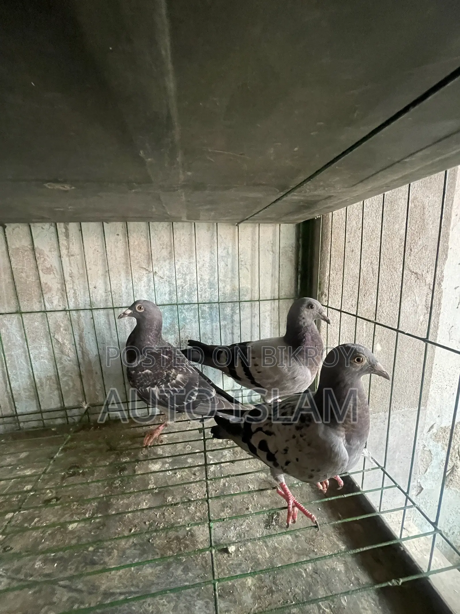 Racer pigeon squab