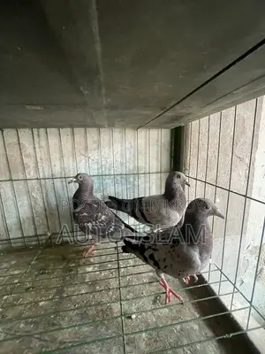 Racer pigeon squab