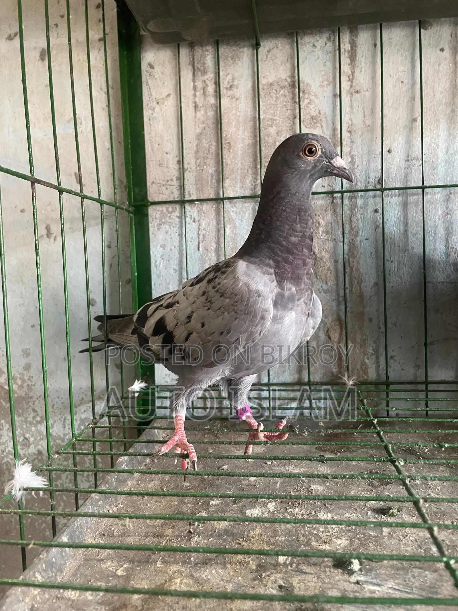 Racer pigeon squab
