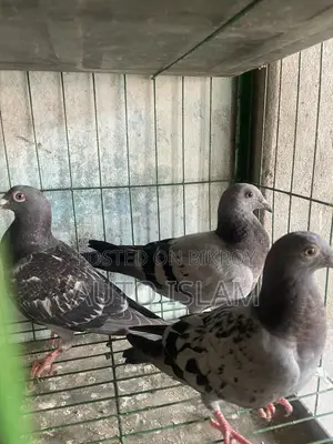 Racer pigeon squab