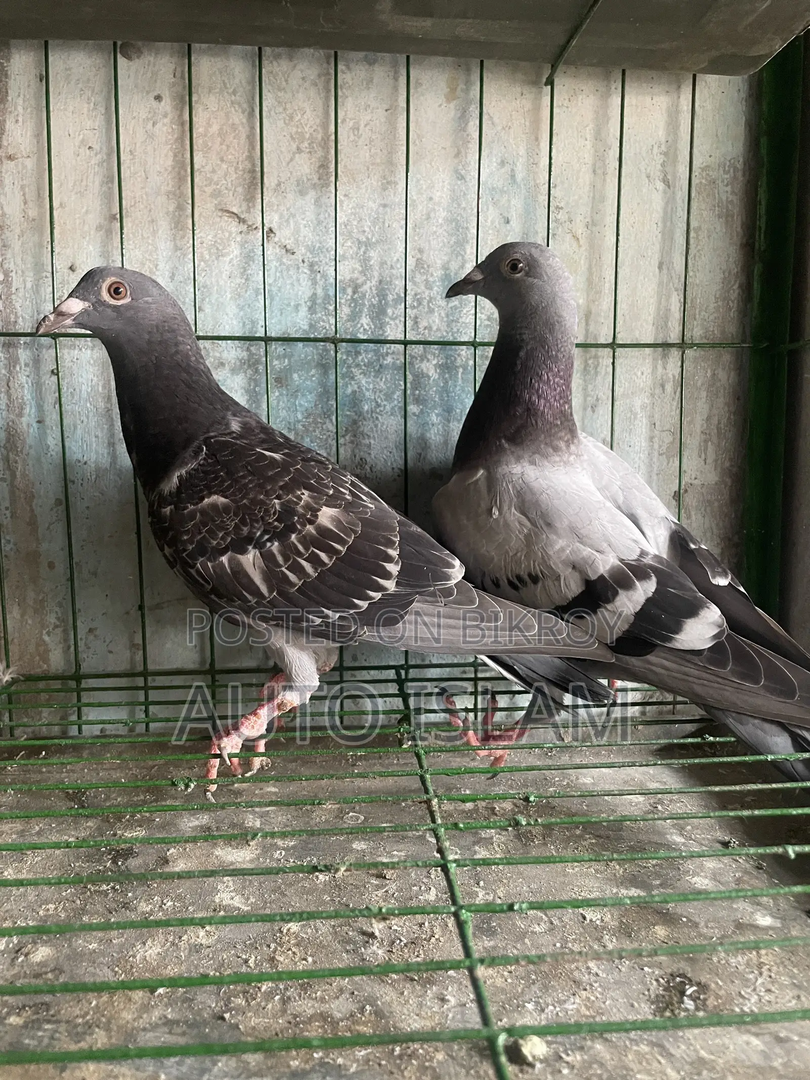 Racer pigeon squab