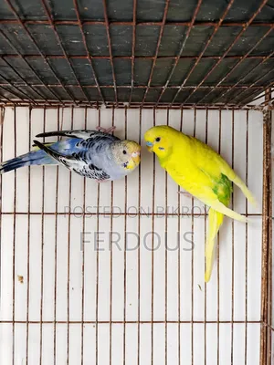 একজোড়া বাজরিগার পাখি