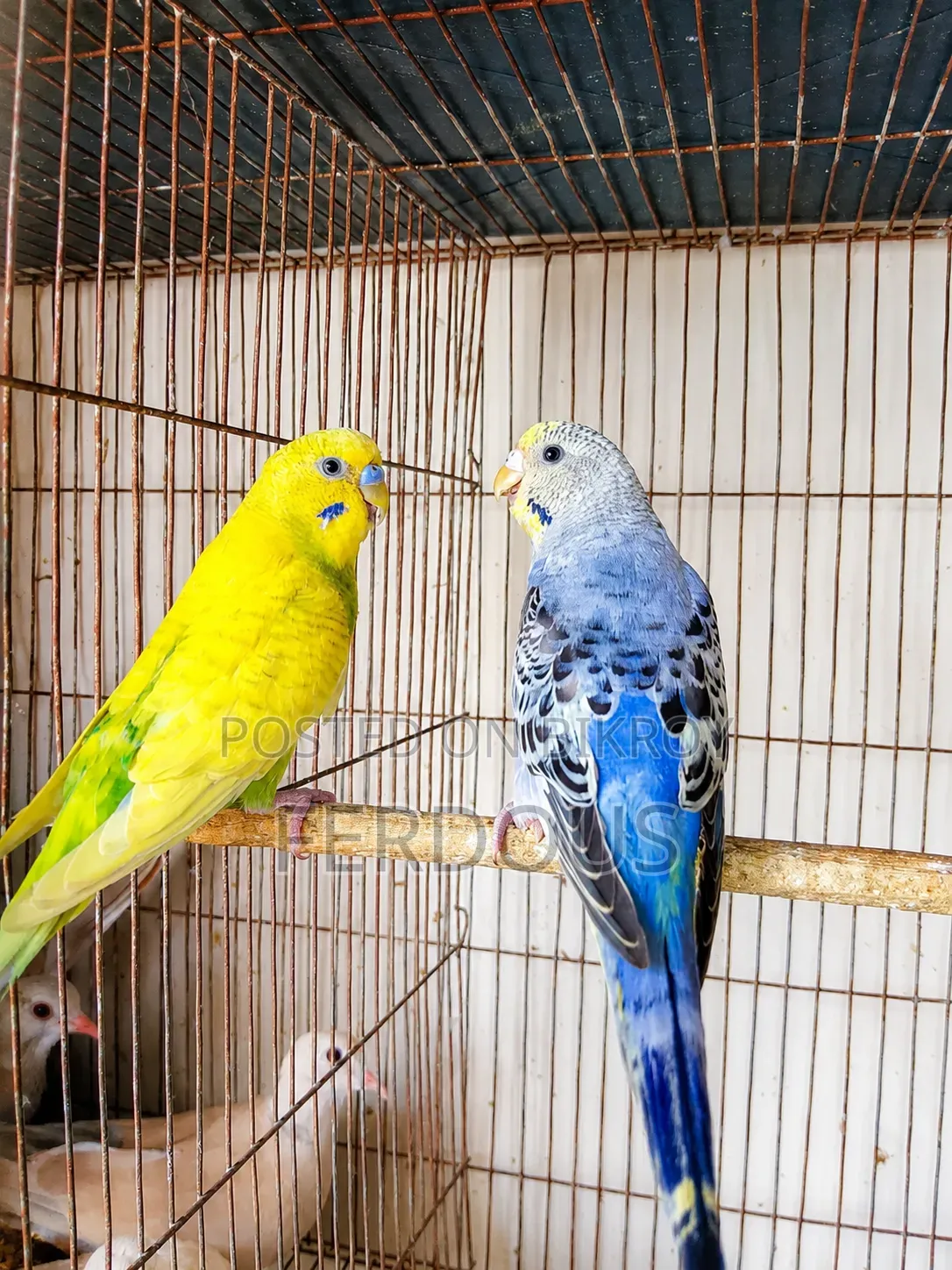 একজোড়া বাজরিগার পাখি