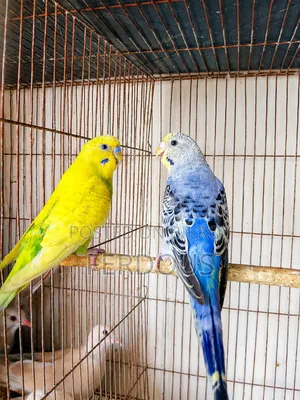 একজোড়া বাজরিগার পাখি