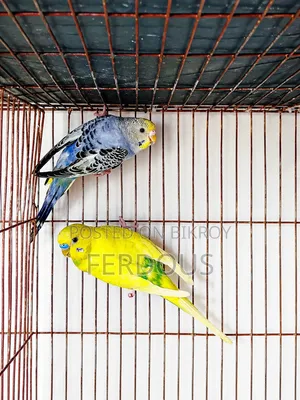 একজোড়া বাজরিগার পাখি