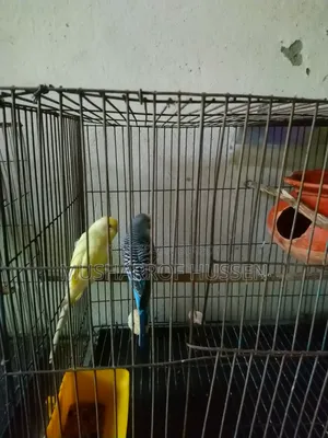 ১জোরা রানিং বাজিগর পাখি বিক্রি করা হবে