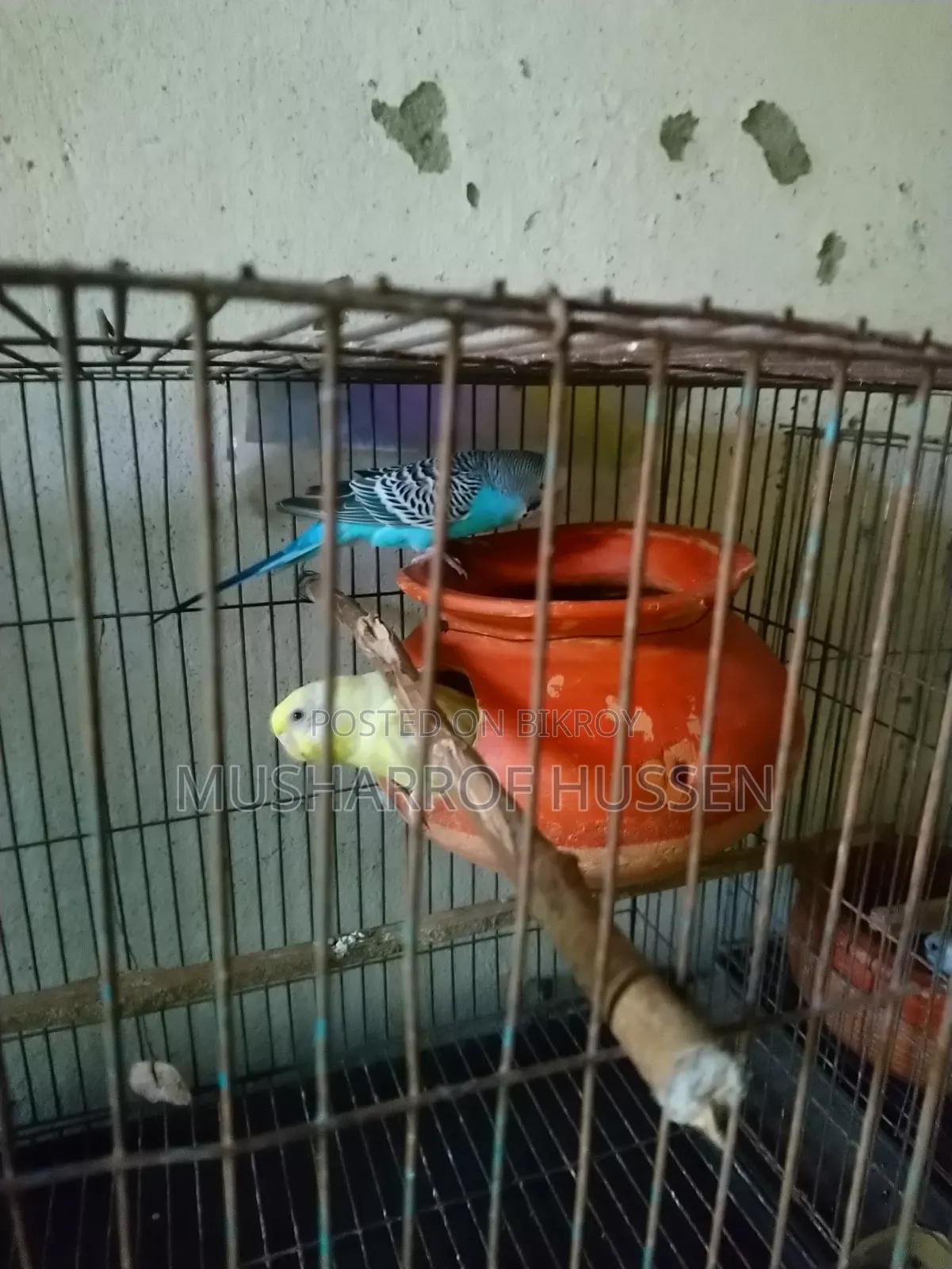 ১জোরা রানিং বাজিগর পাখি বিক্রি করা হবে