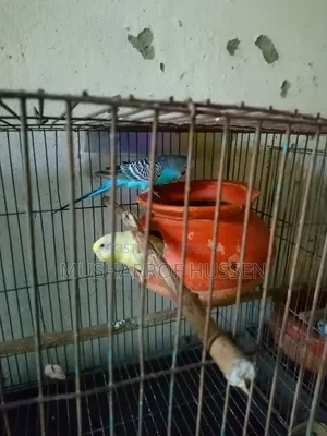 ১জোরা রানিং বাজিগর পাখি বিক্রি করা হবে