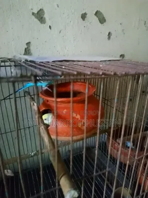 ১জোরা রানিং বাজিগর পাখি বিক্রি করা হবে