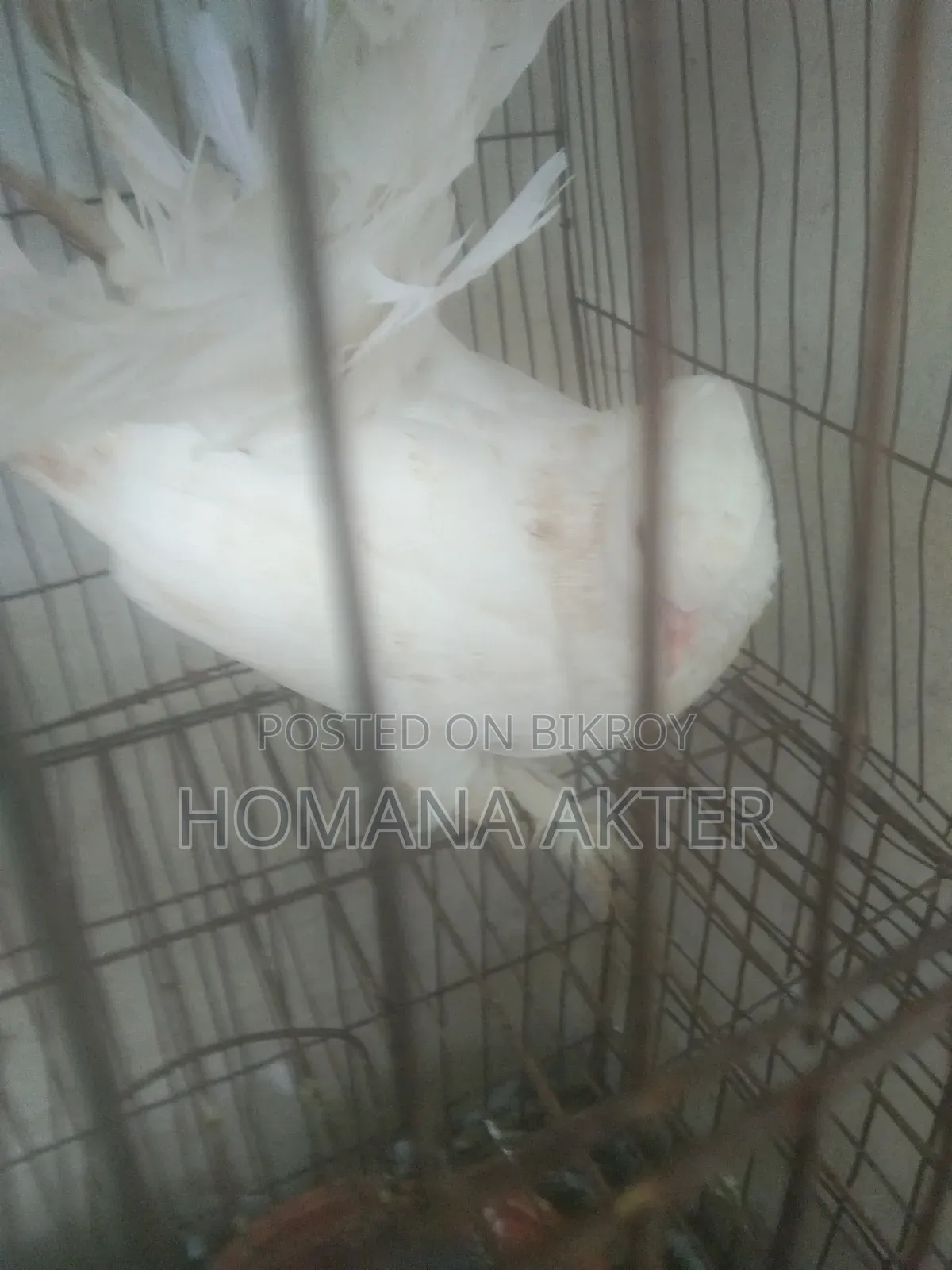 এক জুরা লক্কা কবুতর