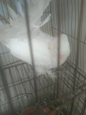 এক জুরা লক্কা কবুতর