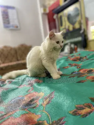 6-12 months Male Purebred Persian