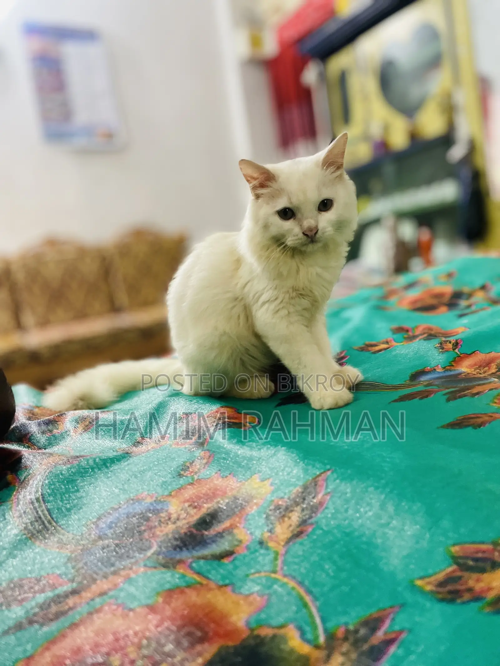 6-12 months Male Purebred Persian